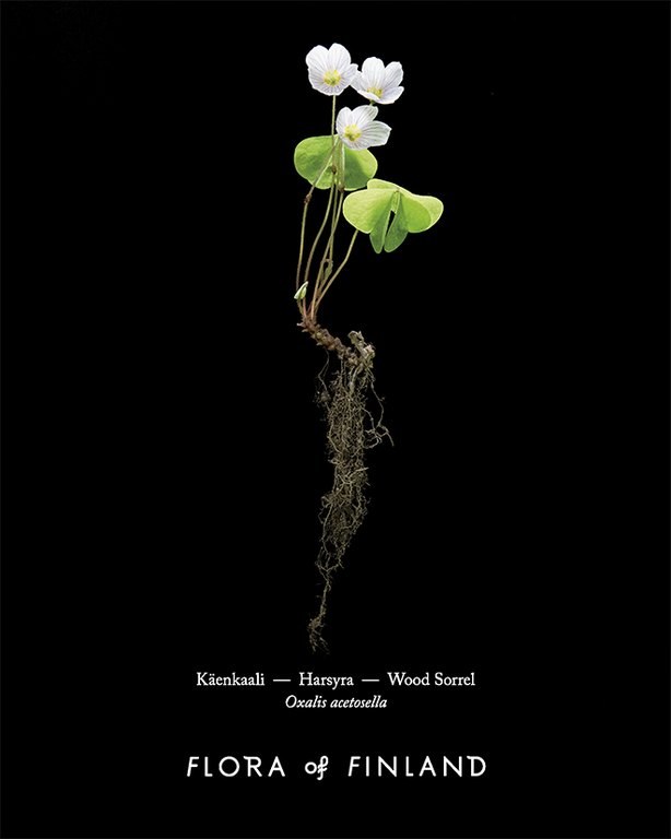 Laura Rautjoki — Flora of Finland brändi